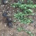 卫矛种植基地卫矛100万直销。低价处理。