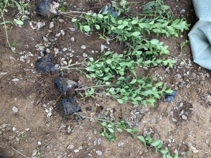 卫矛种植基地卫矛100万直销。低价处理。