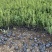 卫矛种植基地卫矛100万直销。低价处理。