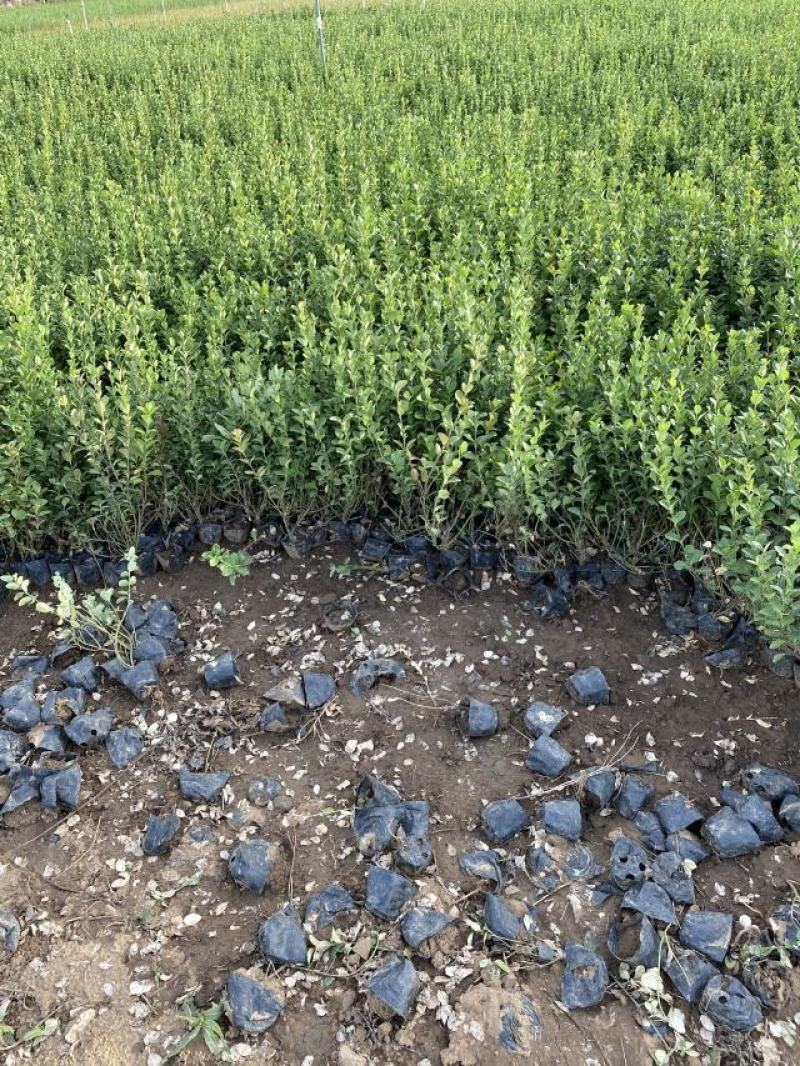 卫矛种植基地卫矛100万直销。低价处理。