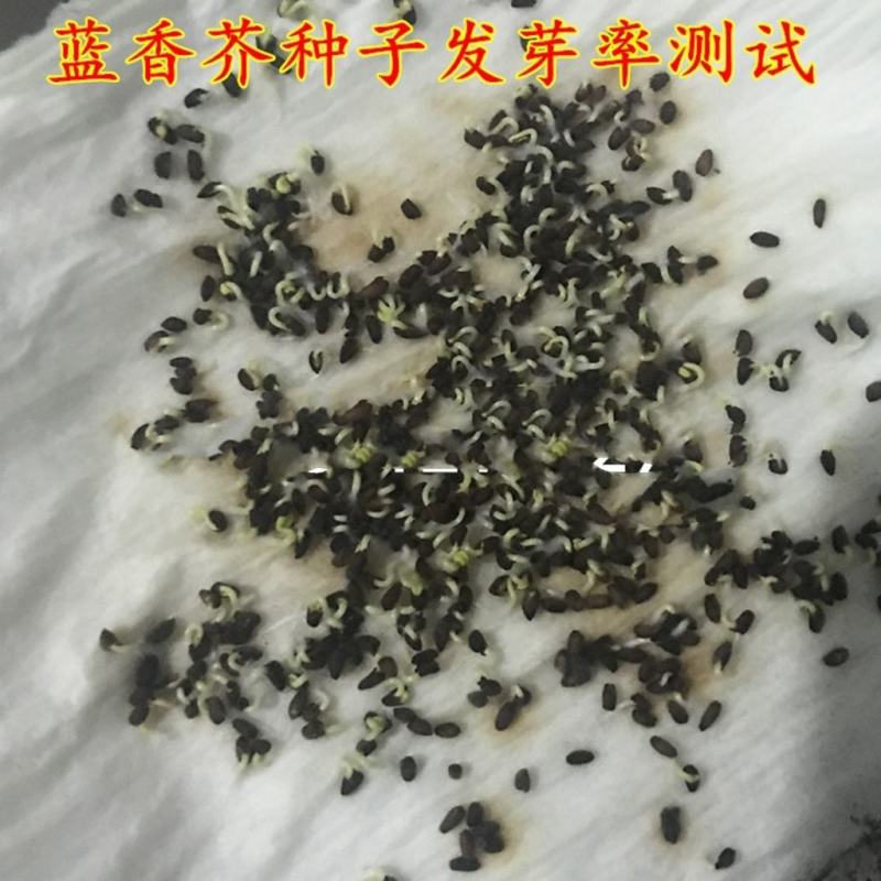 蓝香芥种子易活花卉种子彩色油菜花花籽庭院盆栽苗景观花海