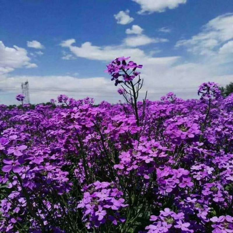 蓝香芥种子易活花卉种子彩色油菜花花籽庭院盆栽苗景观花海