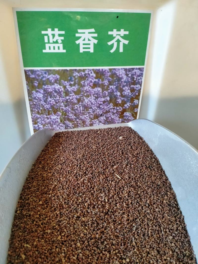 蓝香芥种子易活花卉种子彩色油菜花花籽庭院盆栽苗景观花海