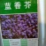 蓝香芥种子易活花卉种子彩色油菜花花籽庭院盆栽苗景观花海