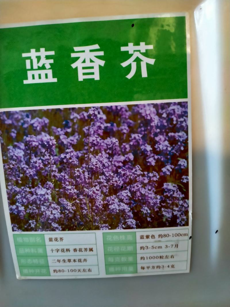 蓝香芥种子易活花卉种子彩色油菜花花籽庭院盆栽苗景观花海