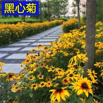 新黑心菊花卉种子黑眼菊金光菊园艺花籽春秋播种易活花海盆栽
