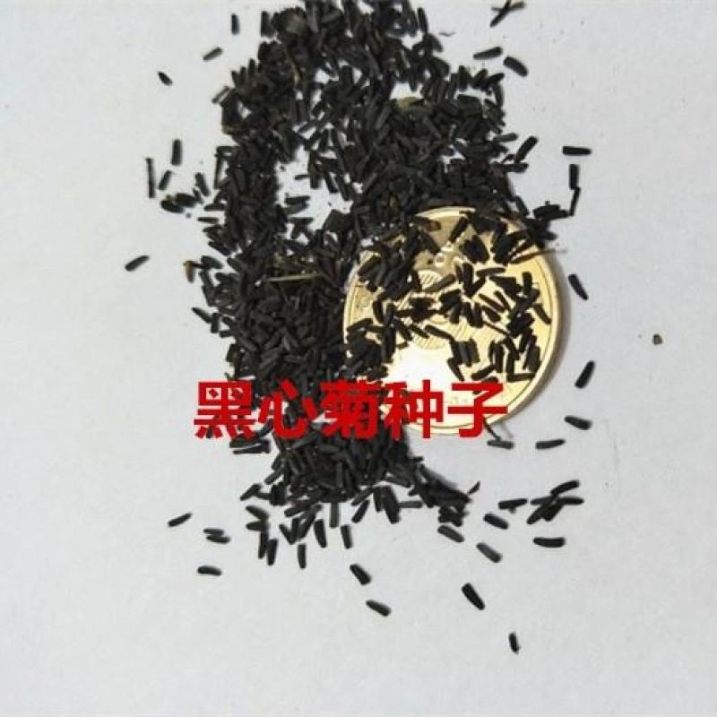 新黑心菊花卉种子黑眼菊金光菊园艺花籽春秋播种易活花海盆栽