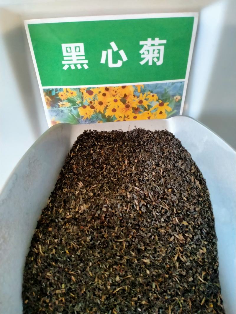 新黑心菊花卉种子黑眼菊金光菊园艺花籽春秋播种易活花海盆栽