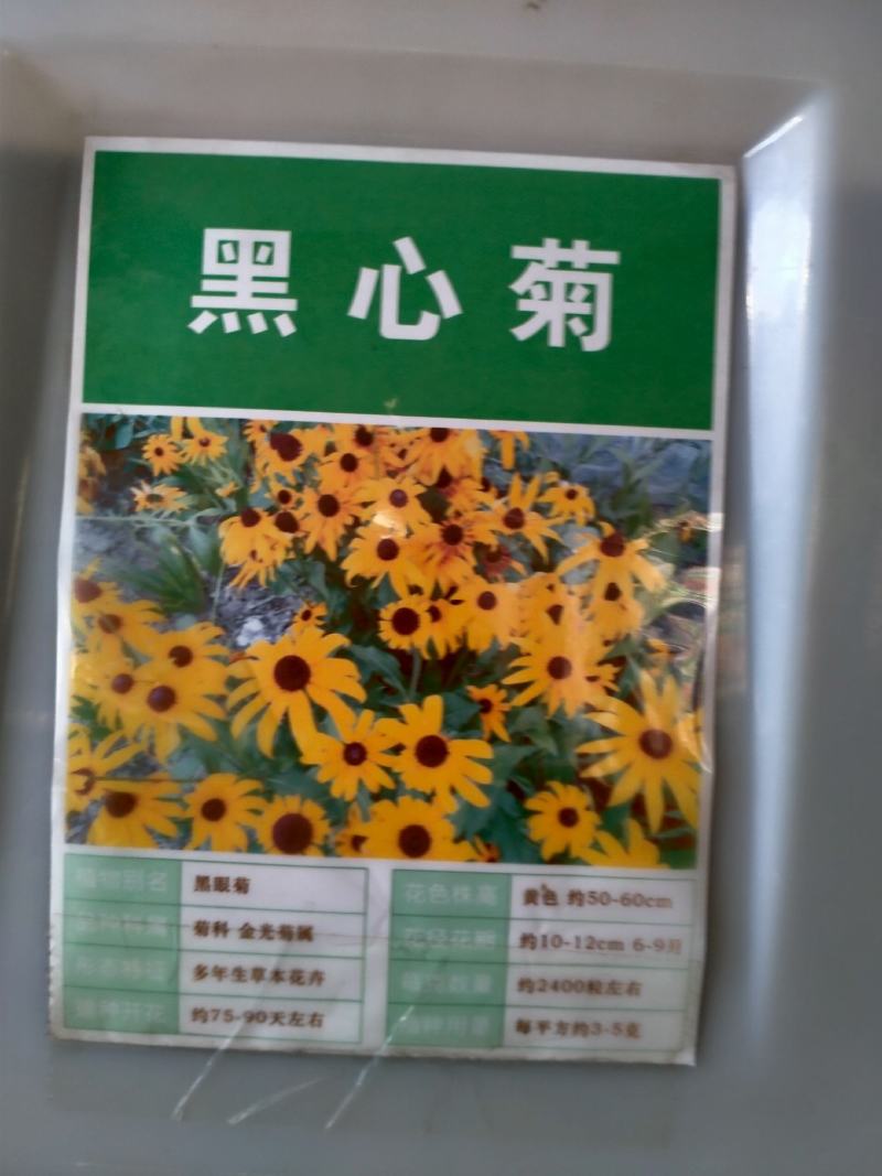 新黑心菊花卉种子黑眼菊金光菊园艺花籽春秋播种易活花海盆栽