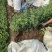 扶芳藤种植基地扶芳藤自产自销。300万低价处理。