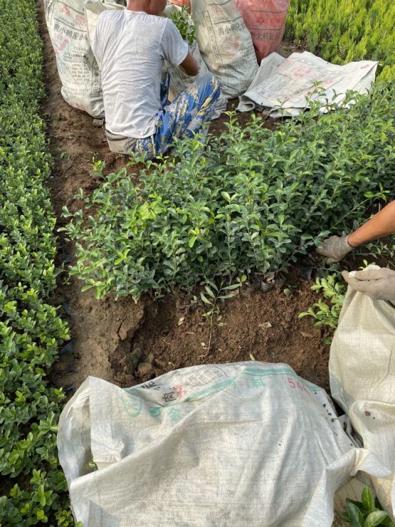 扶芳藤种植基地扶芳藤自产自销。300万低价处理。