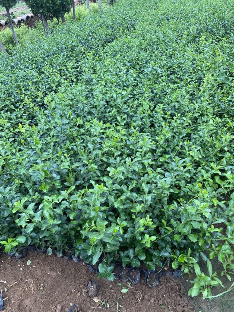 扶芳藤种植基地扶芳藤自产自销。300万低价处理。