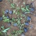 扶芳藤种植基地扶芳藤自产自销。300万低价处理。