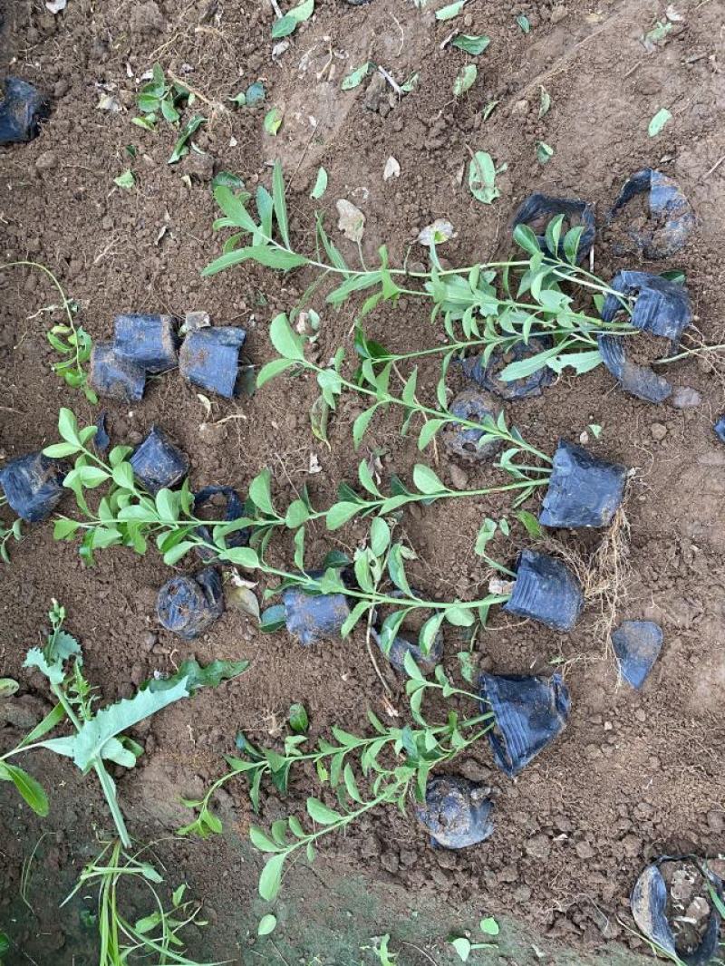 扶芳藤种植基地扶芳藤自产自销。300万低价处理。