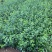 扶芳藤种植基地扶芳藤自产自销。300万低价处理。