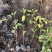 红叶石楠自产自销红叶石楠种植基地60万低价处理