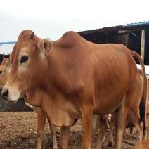 山东鲁西黄牛养殖场品质保证一手货源欢迎各地老板咨询
