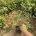 南天竹种植基地南天竹。30万低价处理南天竹