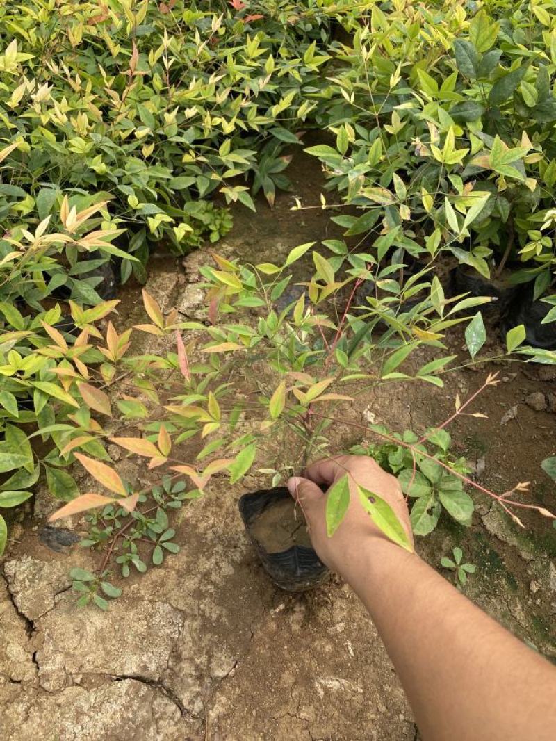 南天竹种植基地南天竹。30万低价处理南天竹