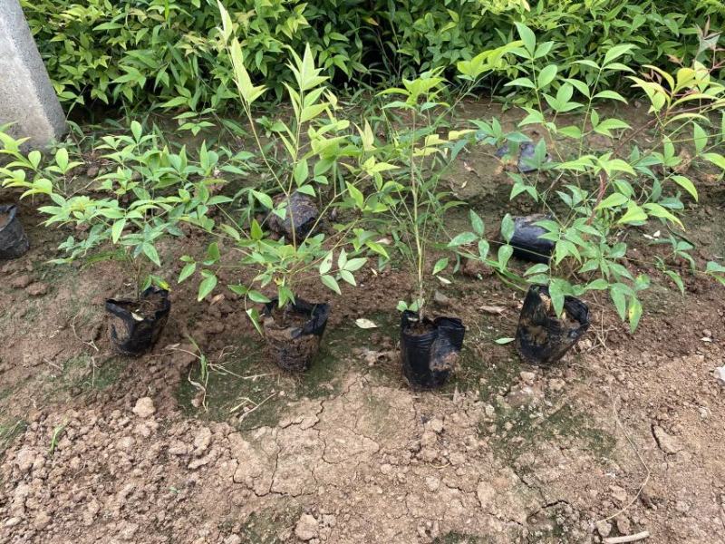 南天竹种植基地南天竹。30万低价处理南天竹