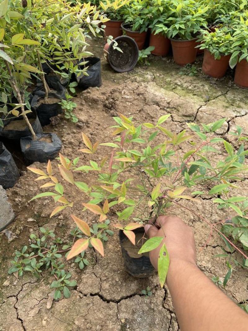 南天竹种植基地南天竹。30万低价处理南天竹