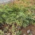 南天竹种植基地南天竹。30万低价处理南天竹