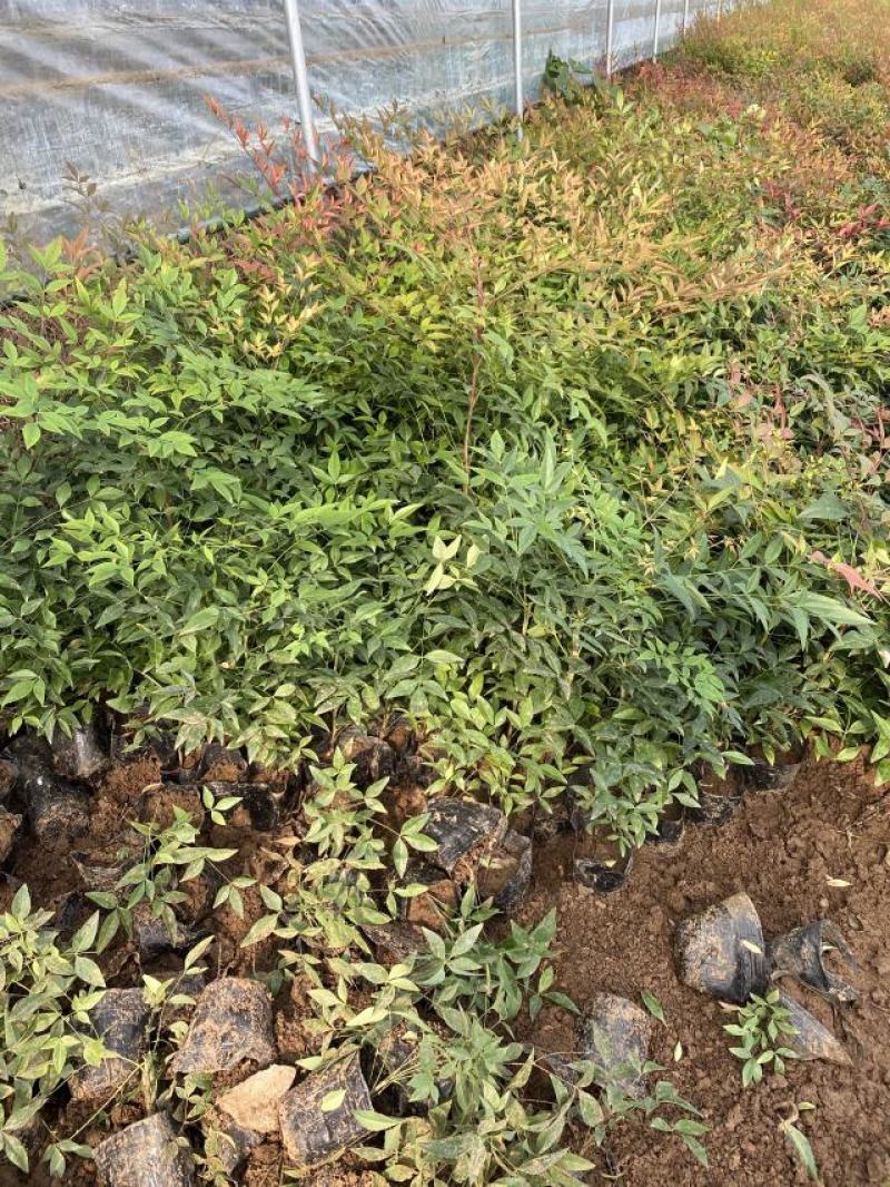 南天竹种植基地南天竹。30万低价处理南天竹