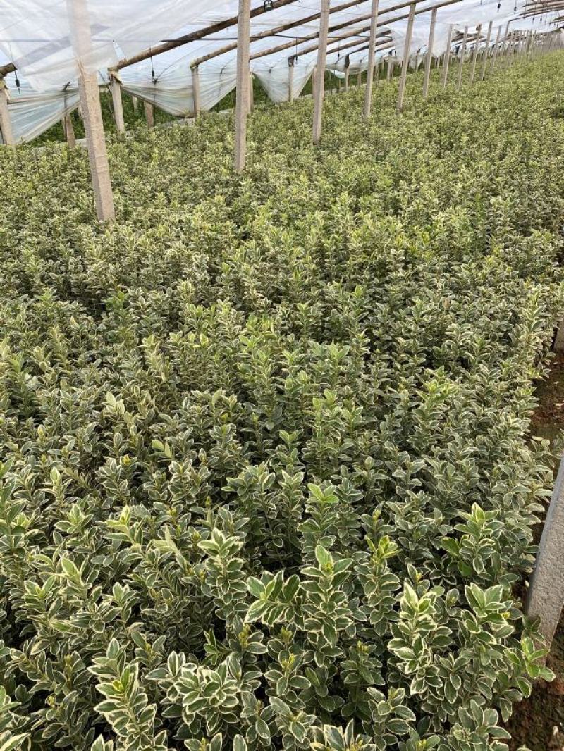 金边黄杨农户直销金边黄杨种植基地金边黄杨