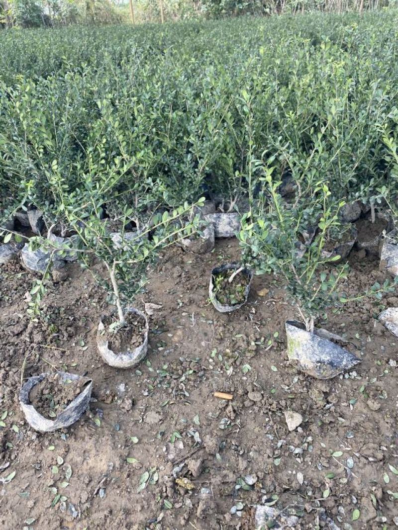 龟甲冬青种植基地龟甲冬青自产自销