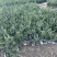 龟甲冬青种植基地龟甲冬青自产自销