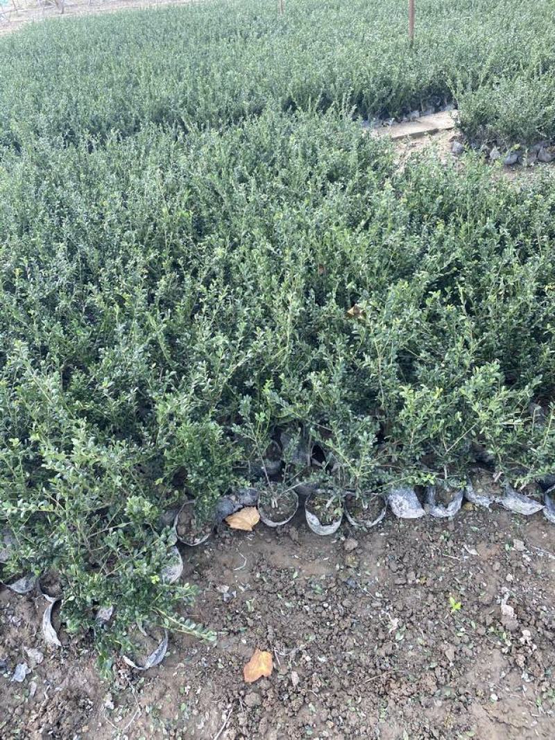 龟甲冬青种植基地龟甲冬青自产自销