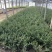 龟甲冬青种植基地龟甲冬青自产自销