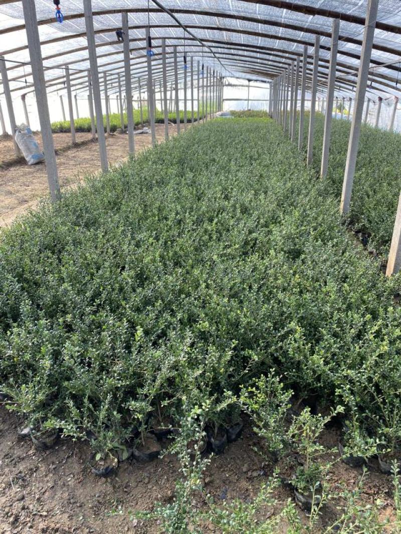 龟甲冬青种植基地龟甲冬青自产自销