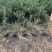 龟甲冬青种植基地龟甲冬青自产自销