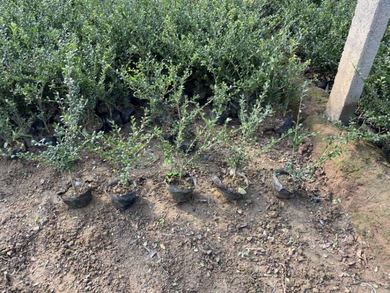 龟甲冬青种植基地龟甲冬青自产自销