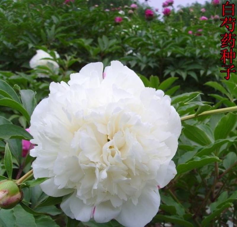芍药种籽芍药花种籽子花籽种孑花卉植物种子种植鲜花种籽四季