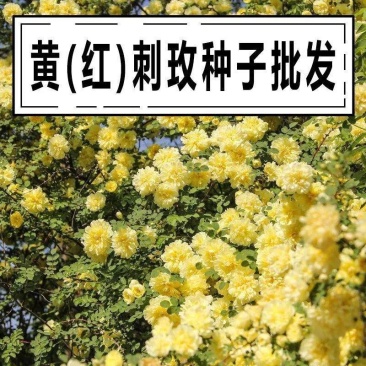 黄刺玫种子红刺玫种子庭院绿化重瓣耐寒耐旱工程绿化刺梅苗作