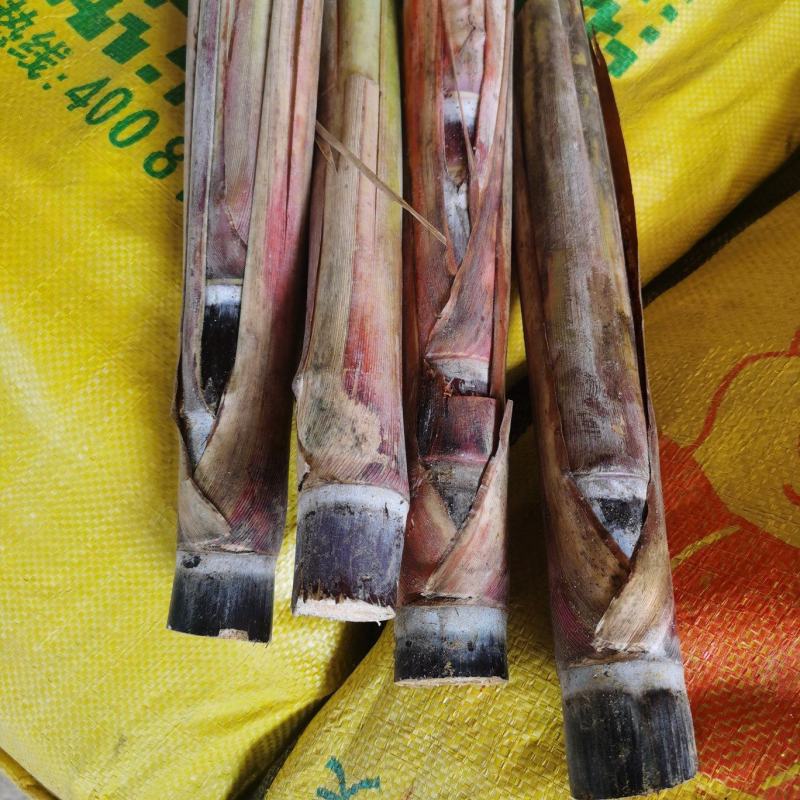 广西博白黑皮甘蔗种苗大量有货量大从优欢迎来电咨询