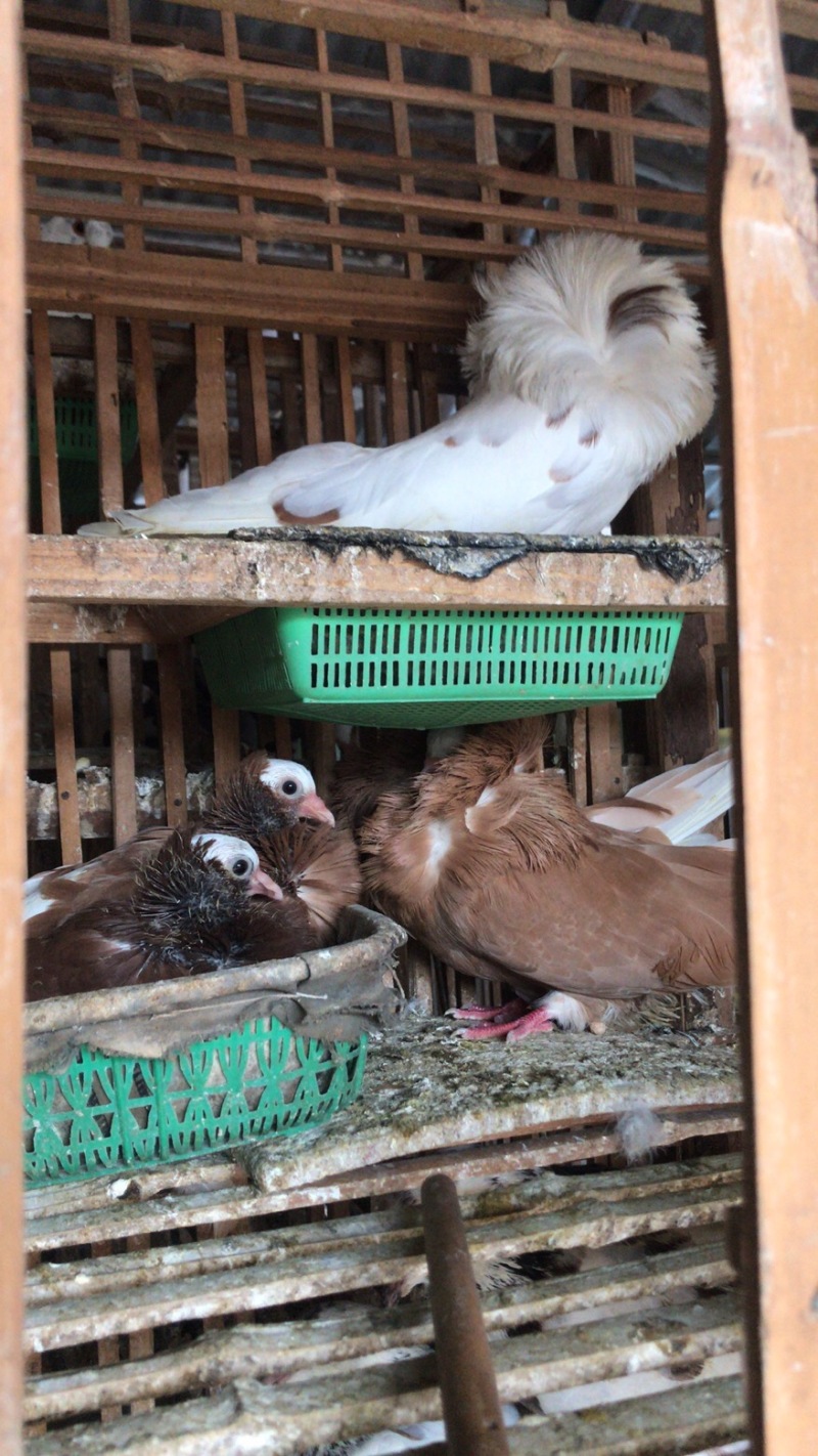 观赏鸽直销（特种养殖/各式观赏鸽、品种繁多）