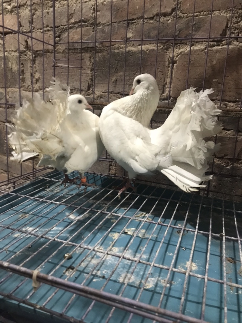 观赏鸽直销（特种养殖/各式观赏鸽、品种繁多）