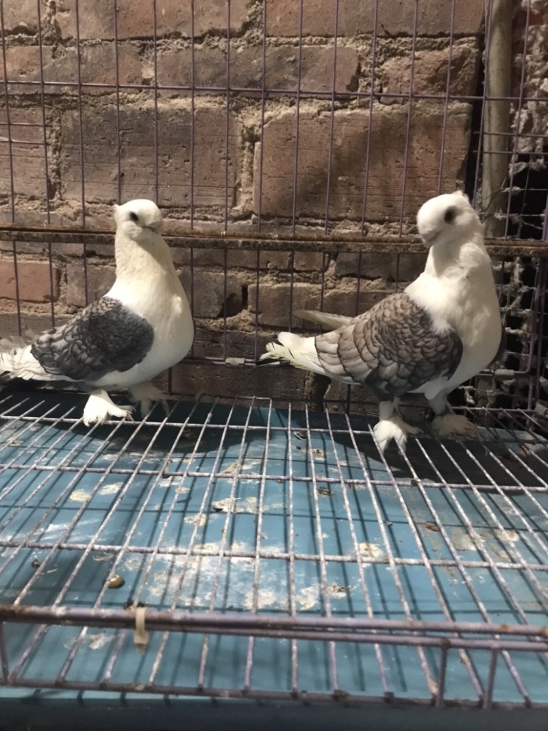 观赏鸽直销（特种养殖/各式观赏鸽、品种繁多）