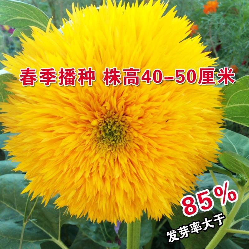 向日葵种籽子四季播食用葵花籽高杆矮杆向日葵观赏景观花种孑