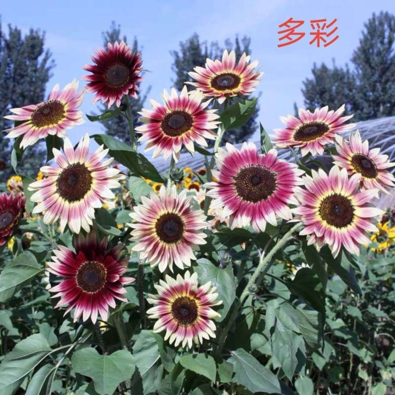 向日葵种籽子四季播食用葵花籽高杆矮杆向日葵观赏景观花种孑