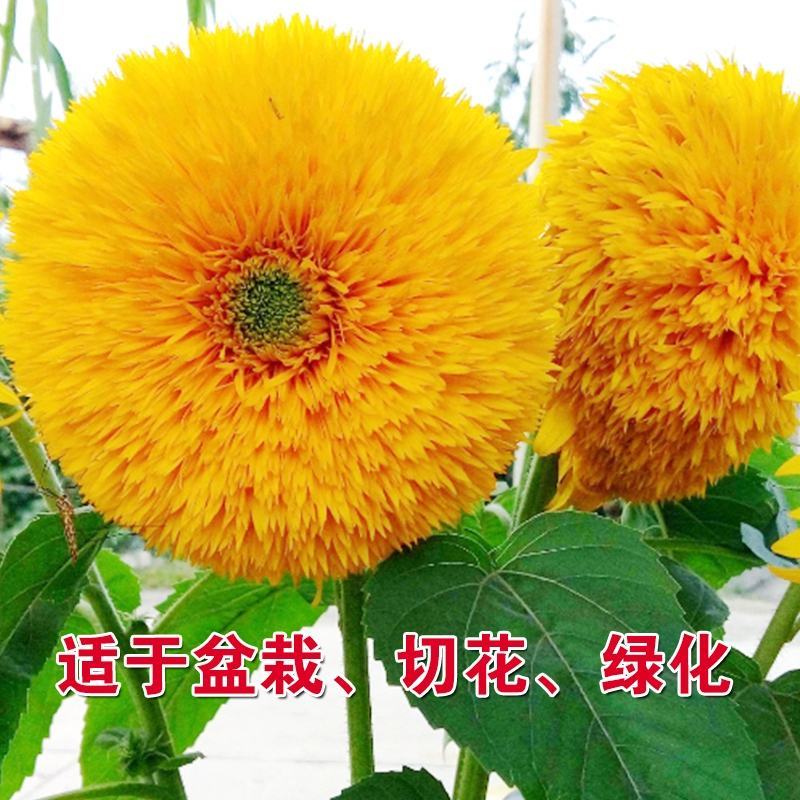 向日葵种籽子四季播食用葵花籽高杆矮杆向日葵观赏景观花种孑