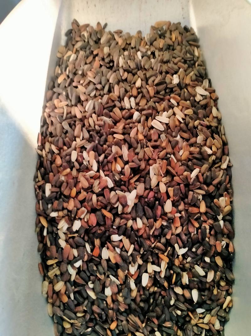 向日葵种籽子四季播食用葵花籽高杆矮杆向日葵观赏景观花种孑