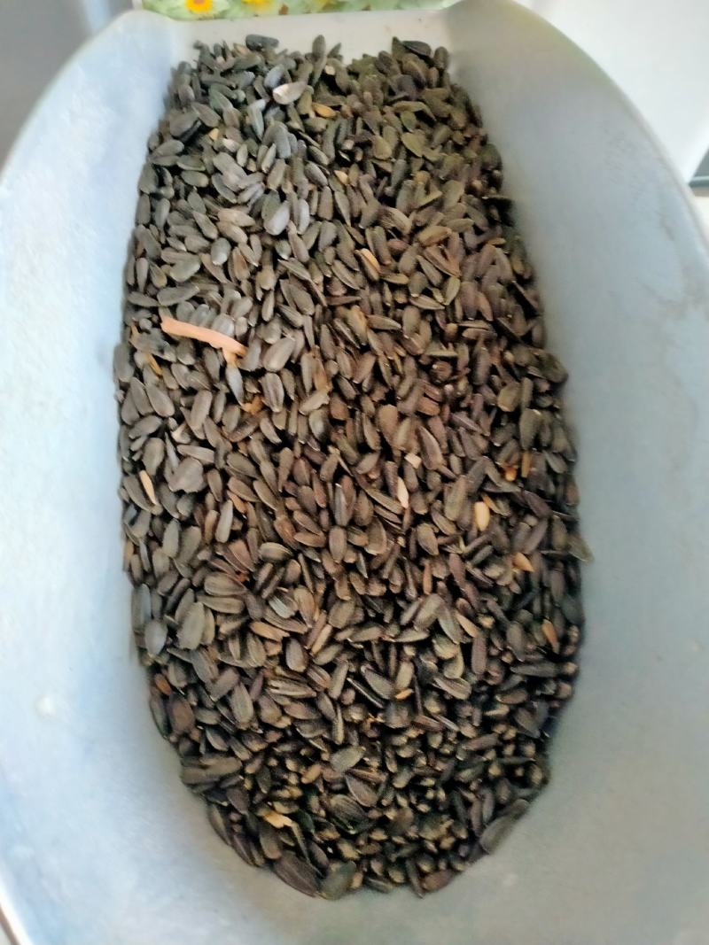 向日葵种籽子四季播食用葵花籽高杆矮杆向日葵观赏景观花种孑