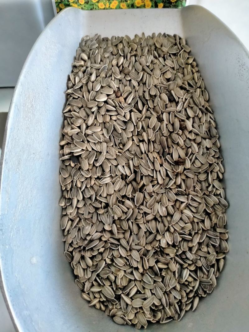 向日葵种籽子四季播食用葵花籽高杆矮杆向日葵观赏景观花种孑
