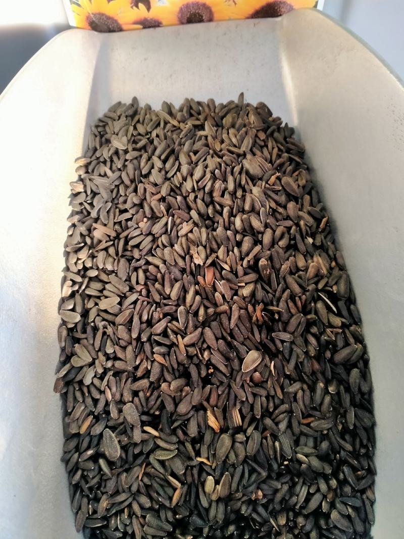 向日葵种籽子四季播食用葵花籽高杆矮杆向日葵观赏景观花种孑