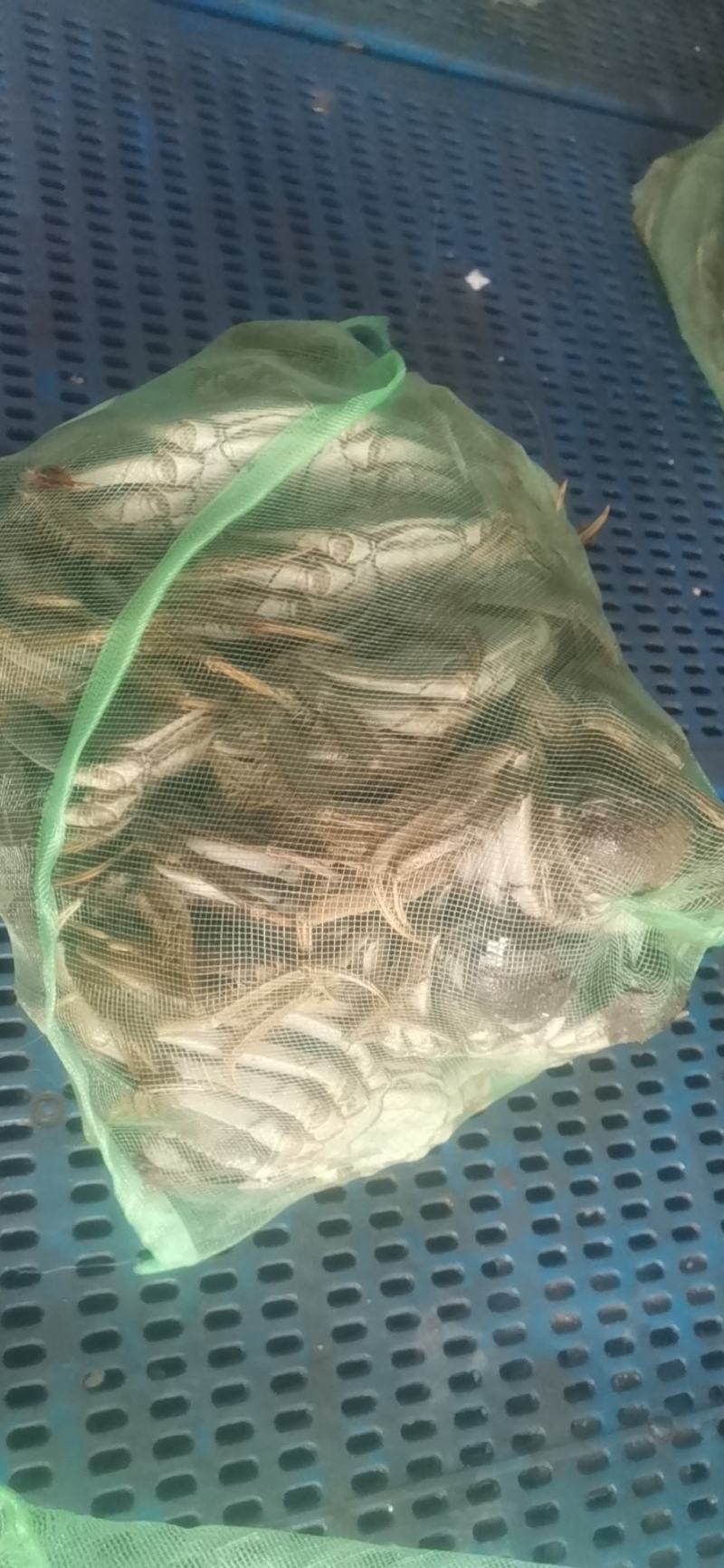 兴化精品大闸蟹，规格正，膏满黄多，规格齐全，量大从优
