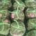 兴化精品大闸蟹，规格正，膏满黄多，规格齐全，量大从优